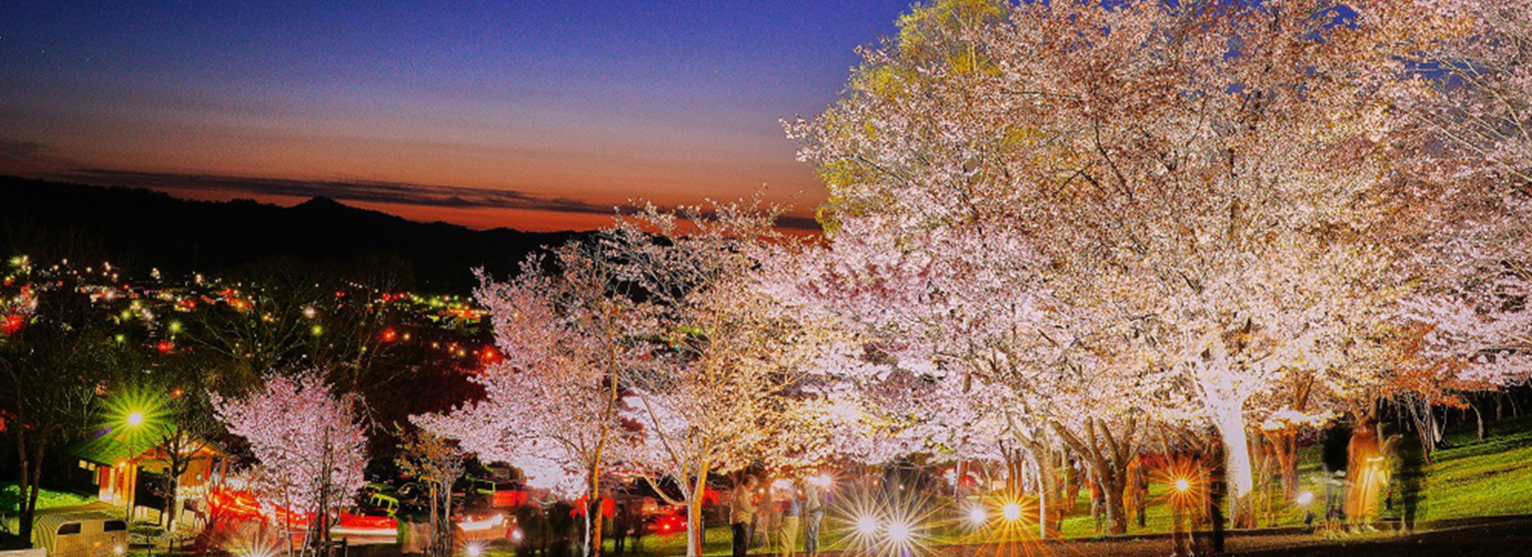 旭ケ丘公園(夜桜)