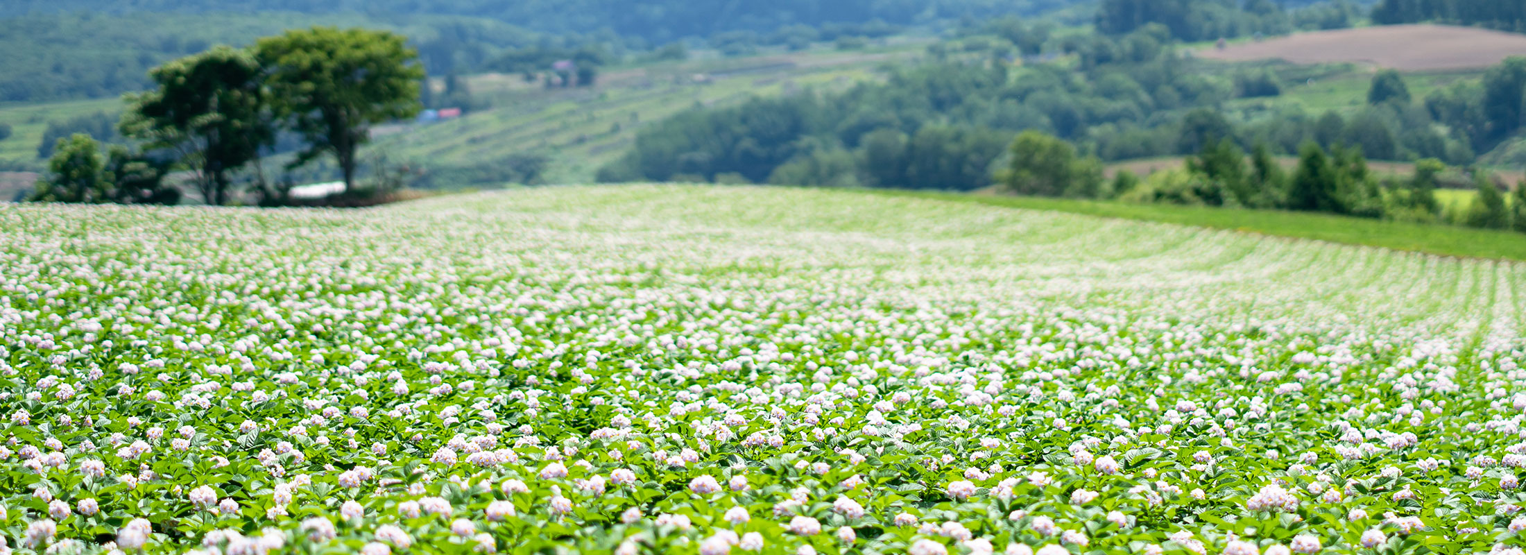 馬鈴薯の花