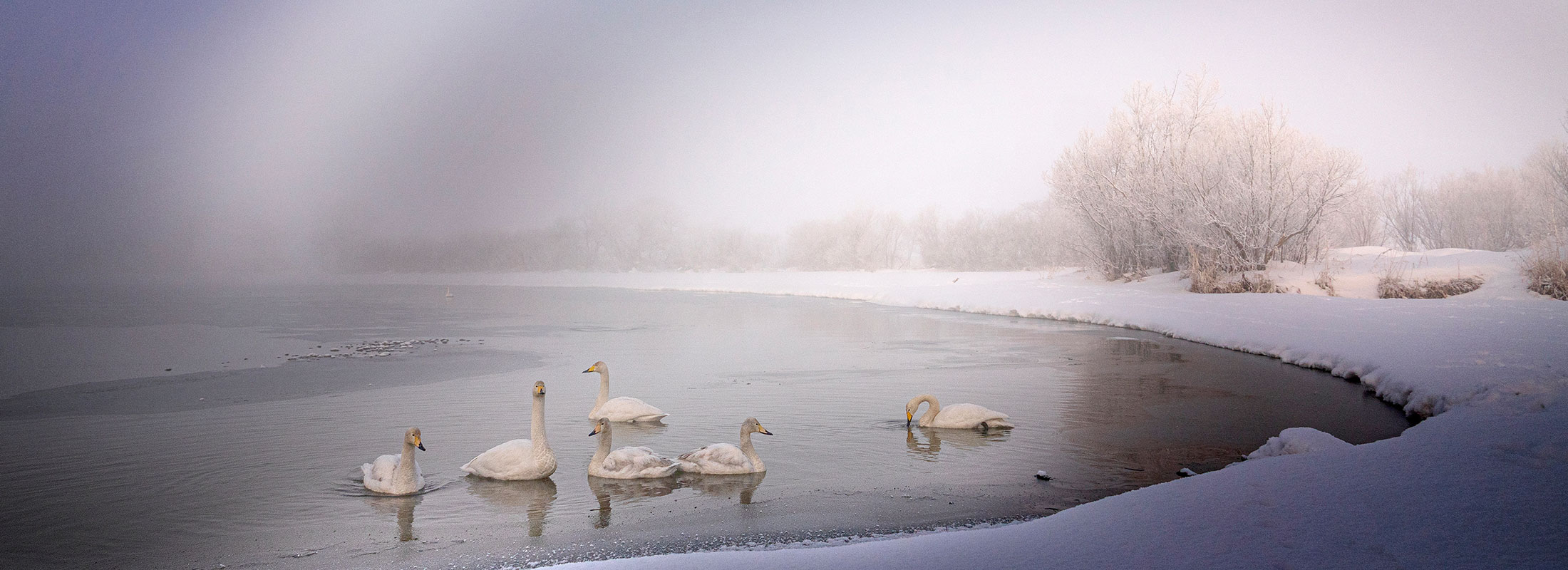 幻想、白虹と白鳥