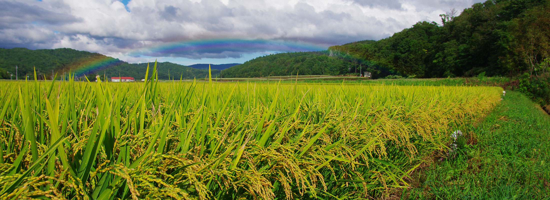 稲穂と虹