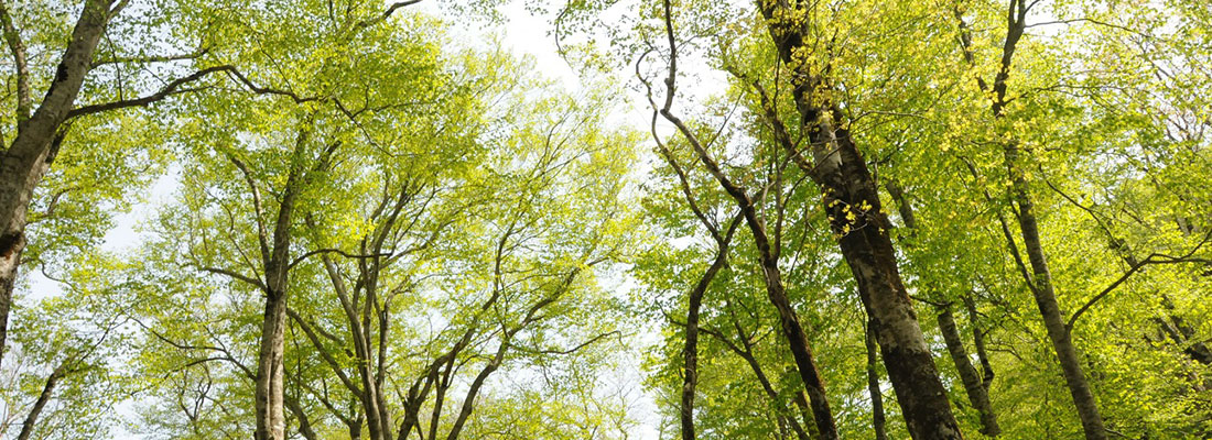 初春の「歌才ブナ林」