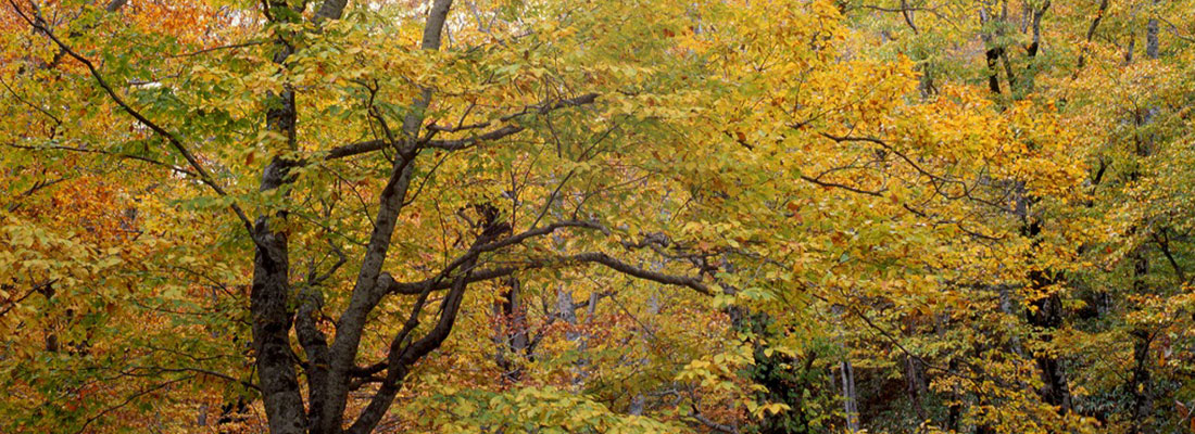 赤と黄色に色づく「歌才ブナ林」
