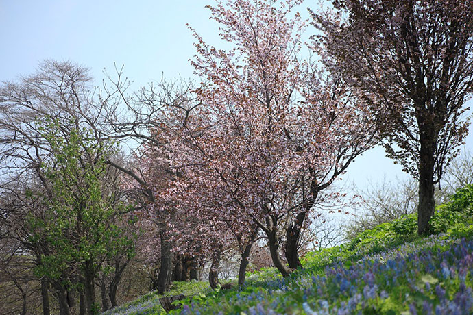 皆楽公園の桜とエゾエンゴサク