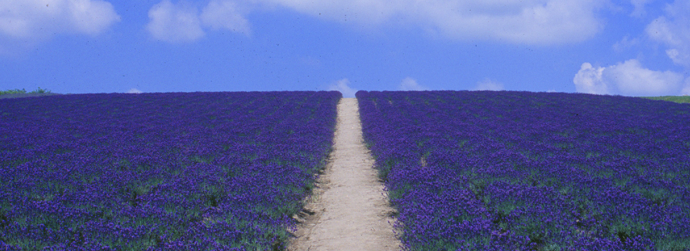日の出公園_ラベンダー