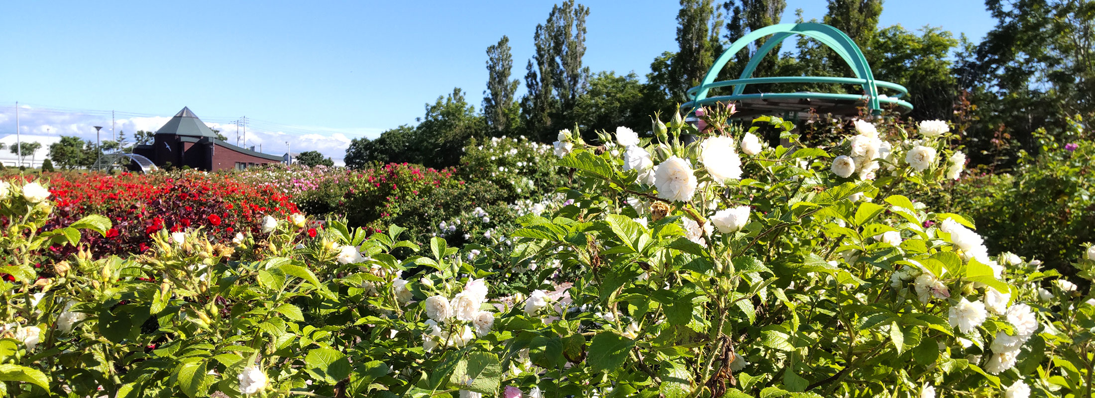 スライド?はぼろバラ園