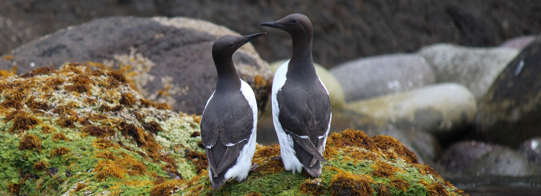 スライド?ウミガラス(オロロン鳥)