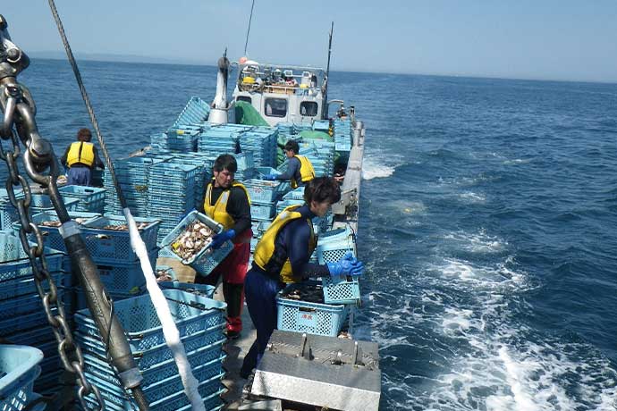 オホーツク海へのホタテ稚貝放流の様子