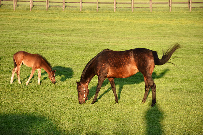 社台牧場 オルフェーブルをはじめ、多くの競走馬を輩出