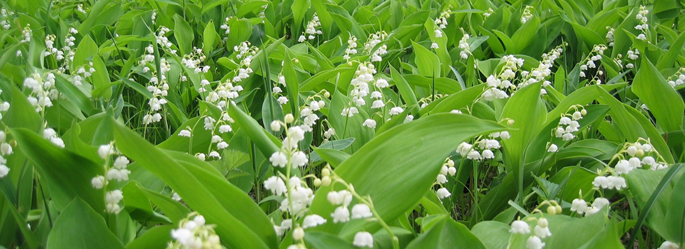 すずらん群生地全景