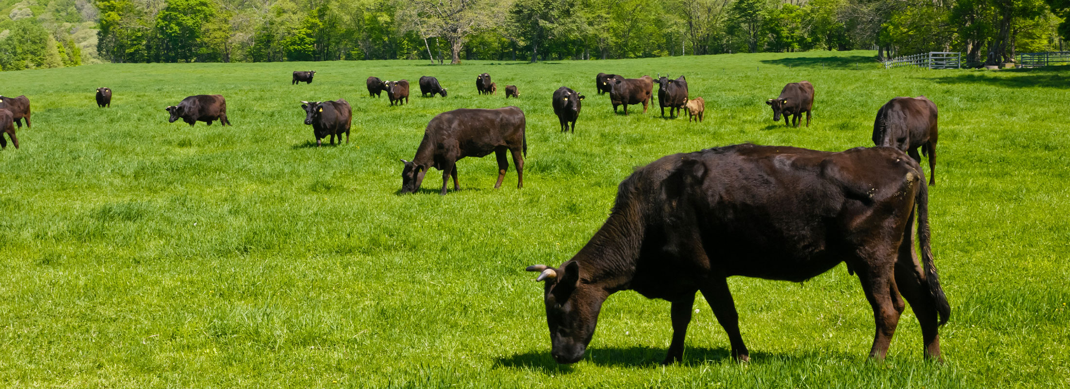 びらとり和牛の放牧