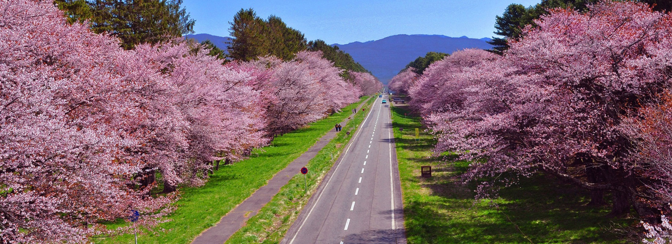 二十間道路桜並木
