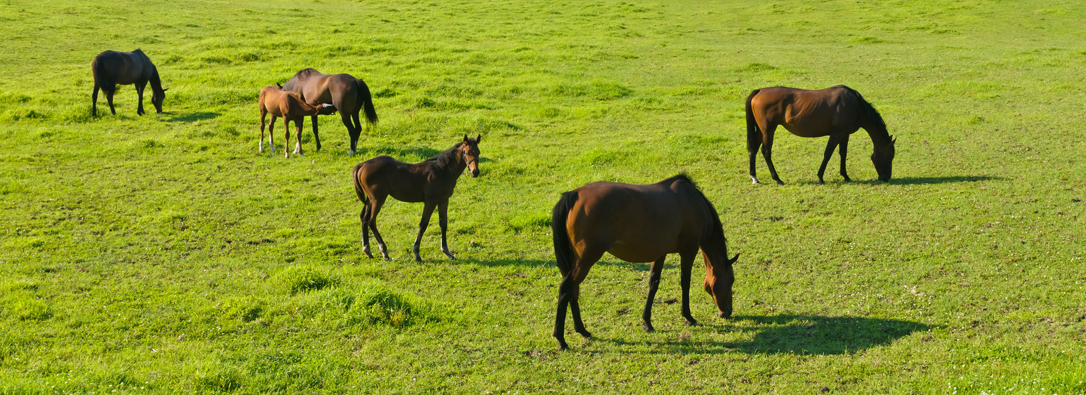 競走馬牧場風景