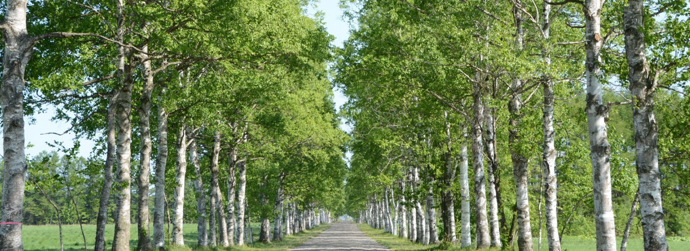 白樺並木