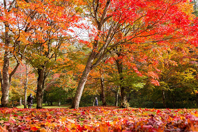 真っ赤な落ち葉のじゅうたんが広がる「福原山荘」