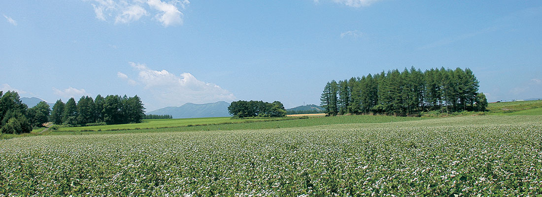 そば畑
