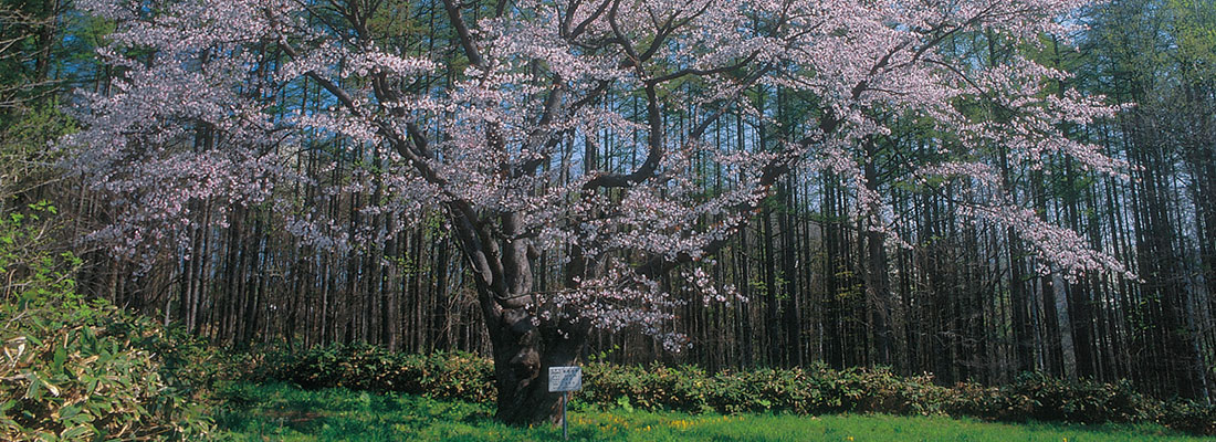 桜北新得
