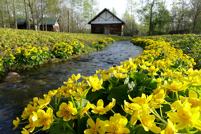 六花亭が運営する広大なガーデン「六花の森」