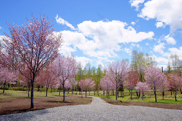 約1,000本の桜が咲き誇る「桜六花公園」