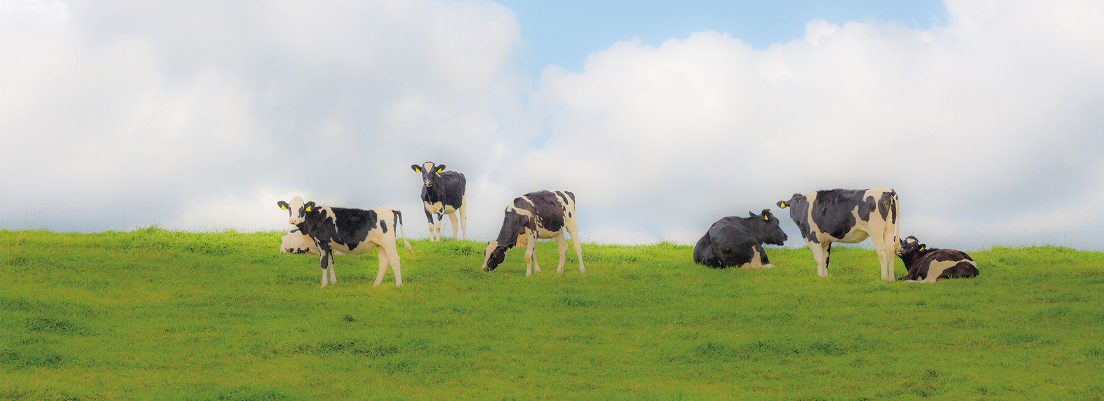 乳牛の放牧(茶内)