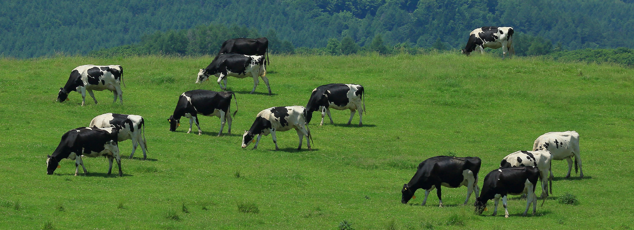 鶴居村フォトコンテスト作品(酪農景観)