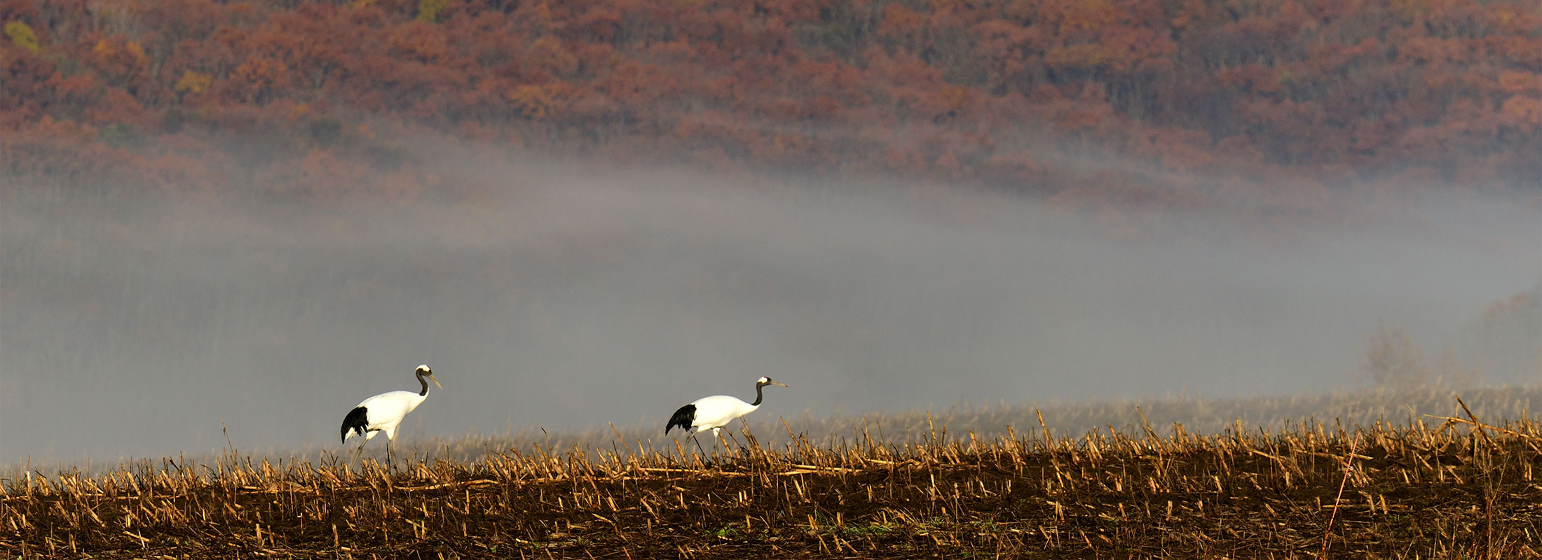 鶴居村フォトコンテスト作品(酪農景観②)
