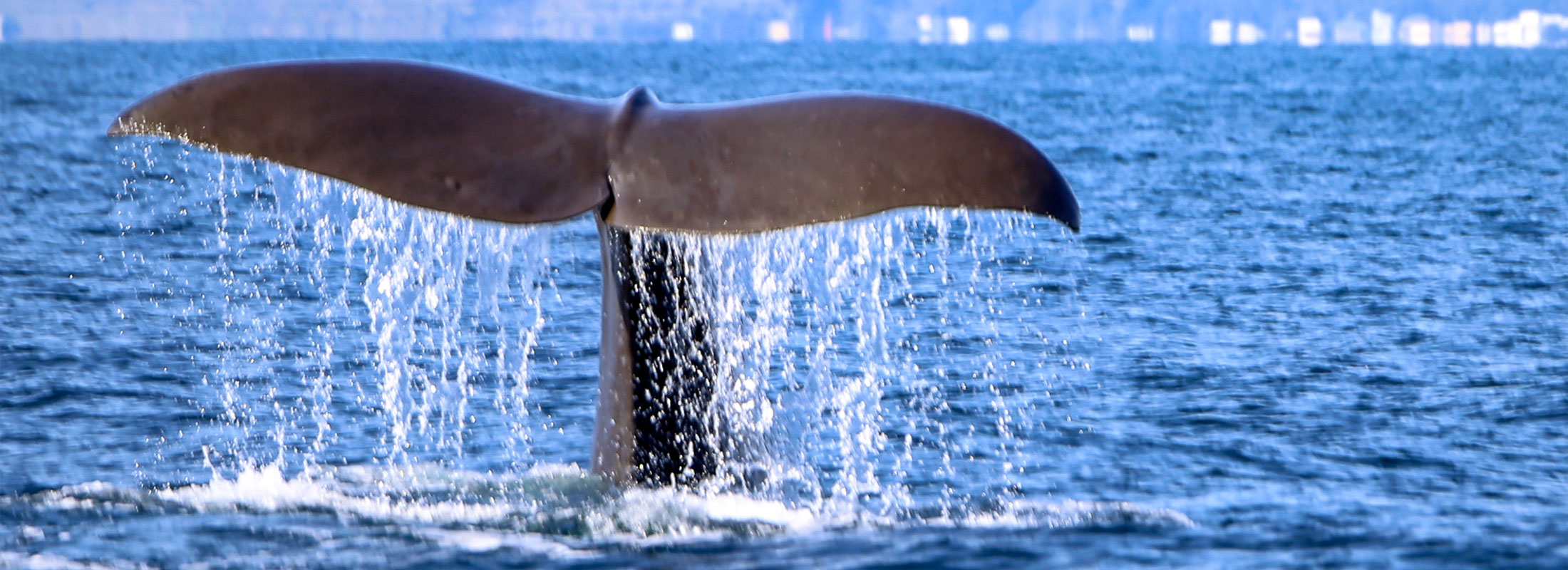 マッコウクジラ