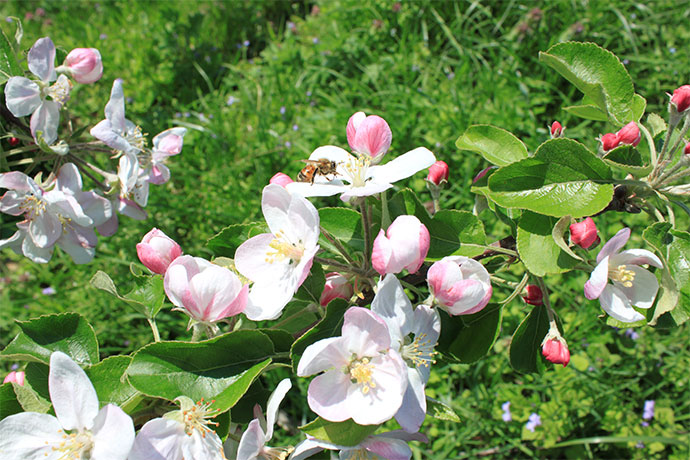 薄桃色のりんごの花の間をマメコバチが飛び回り受粉を行う