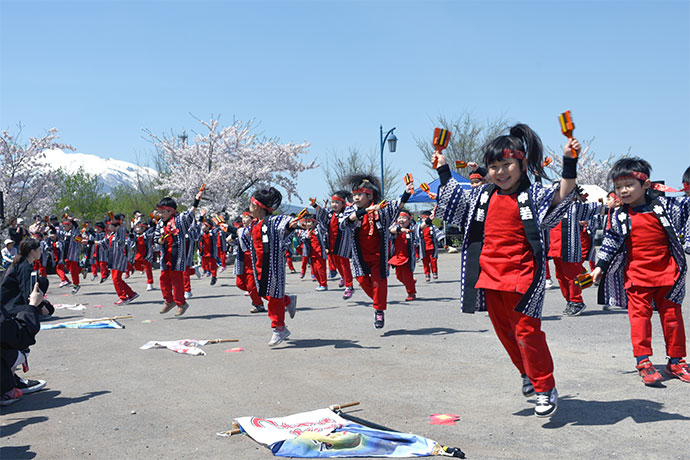 いたやなぎ桜祭りで園児たちが披露するちびっこよさこい