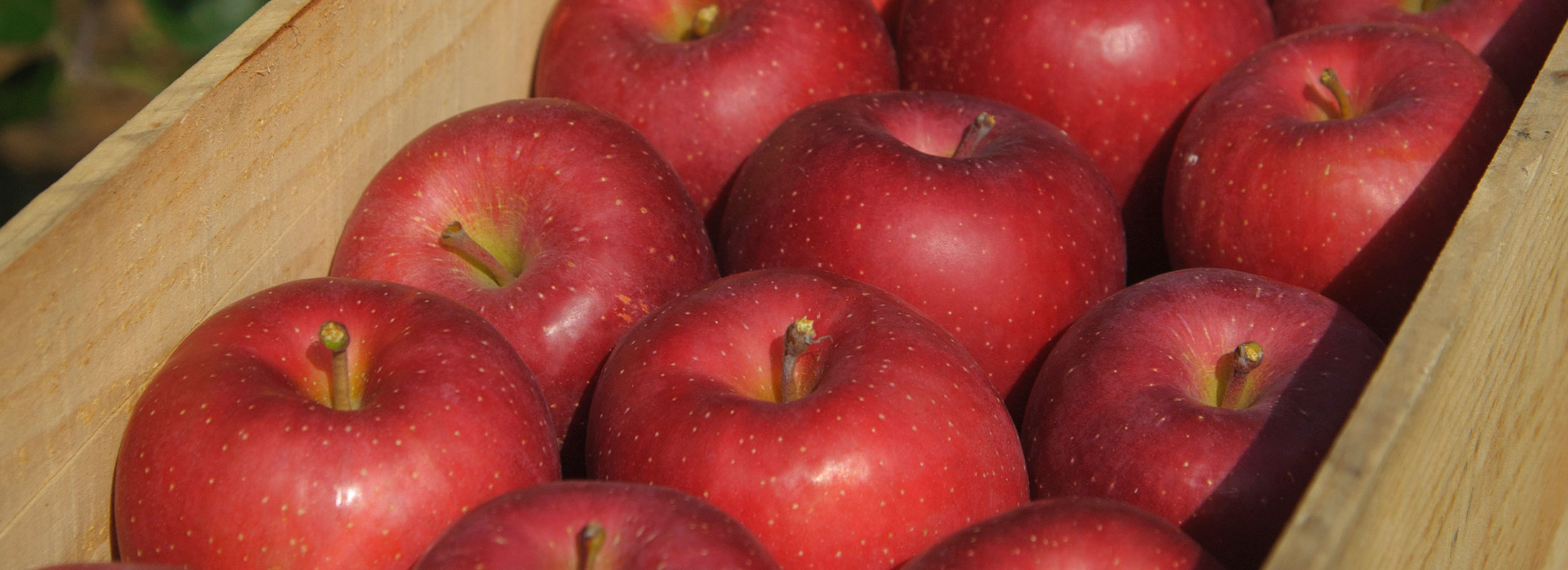 収穫されたりんご