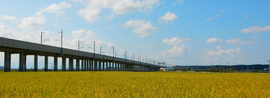 黄金色の田んぼと新幹線陸橋