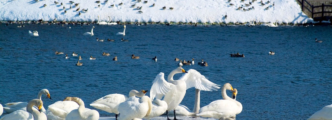 下田公園の白鳥