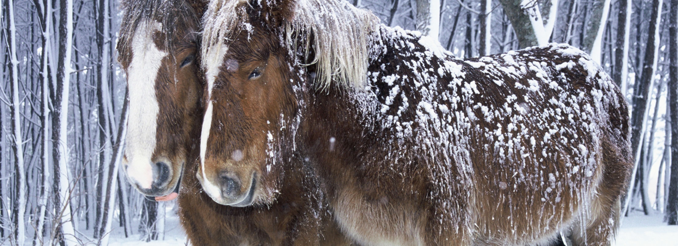 金賞「やすらぎ」