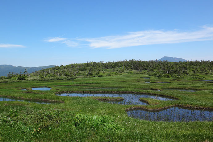 尾瀬に匹敵するといわれている千沼ヶ原湿原