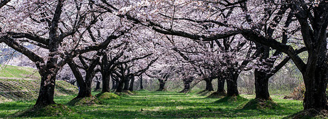 雫石川園地の桜並木