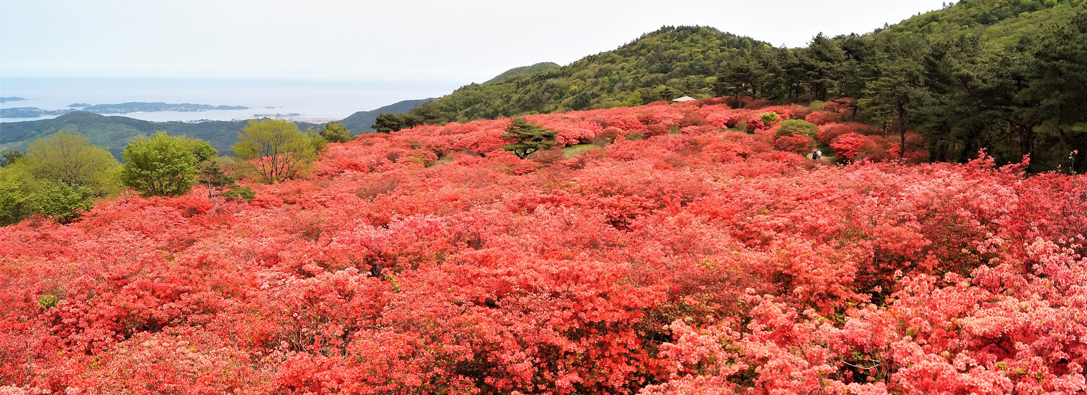 徳仙丈山のつつじ