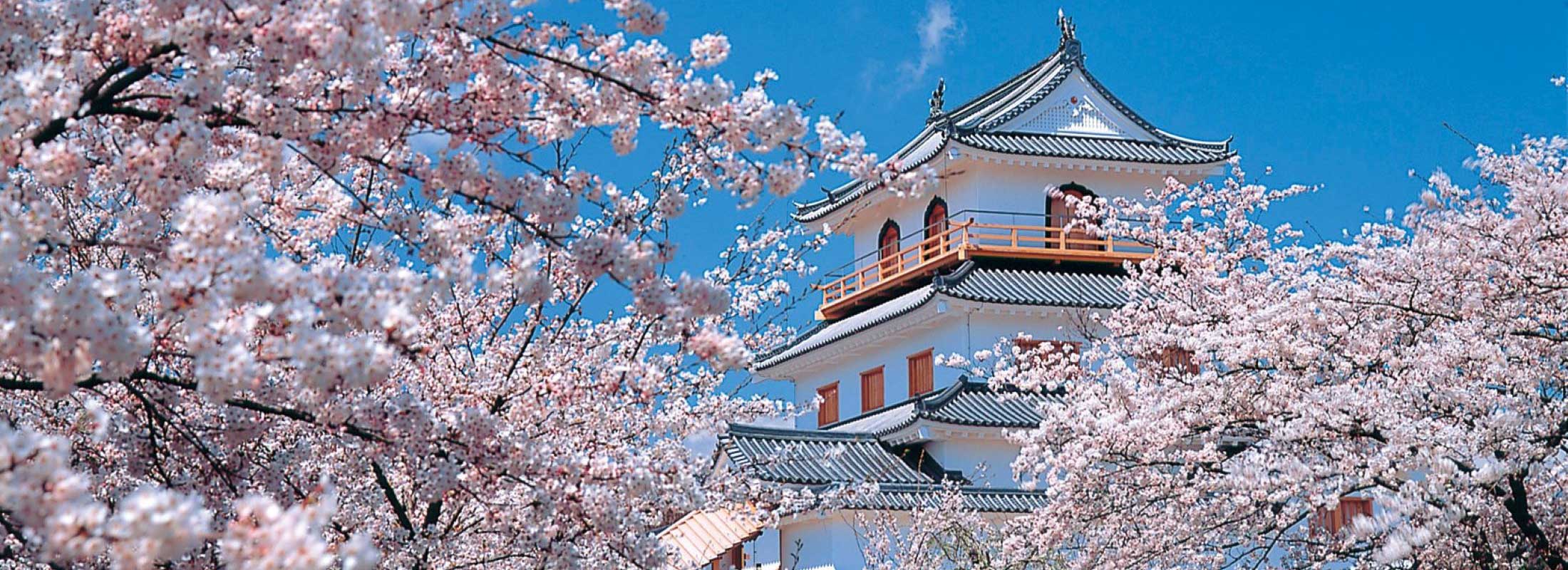 白石城と桜