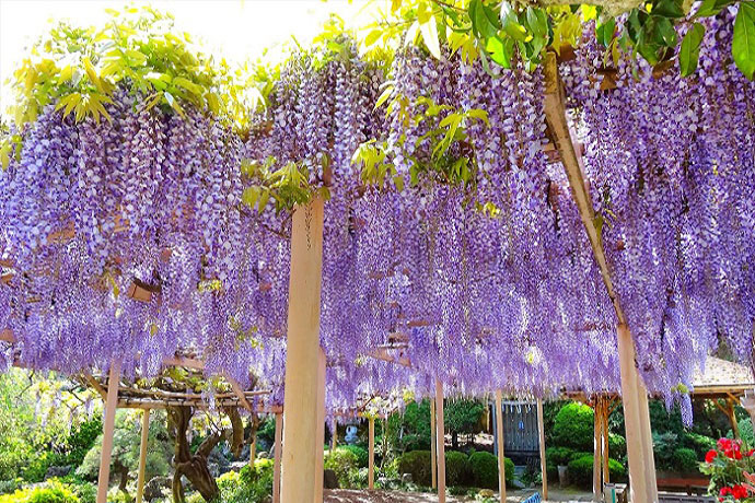 金蛇水神社　花まつり