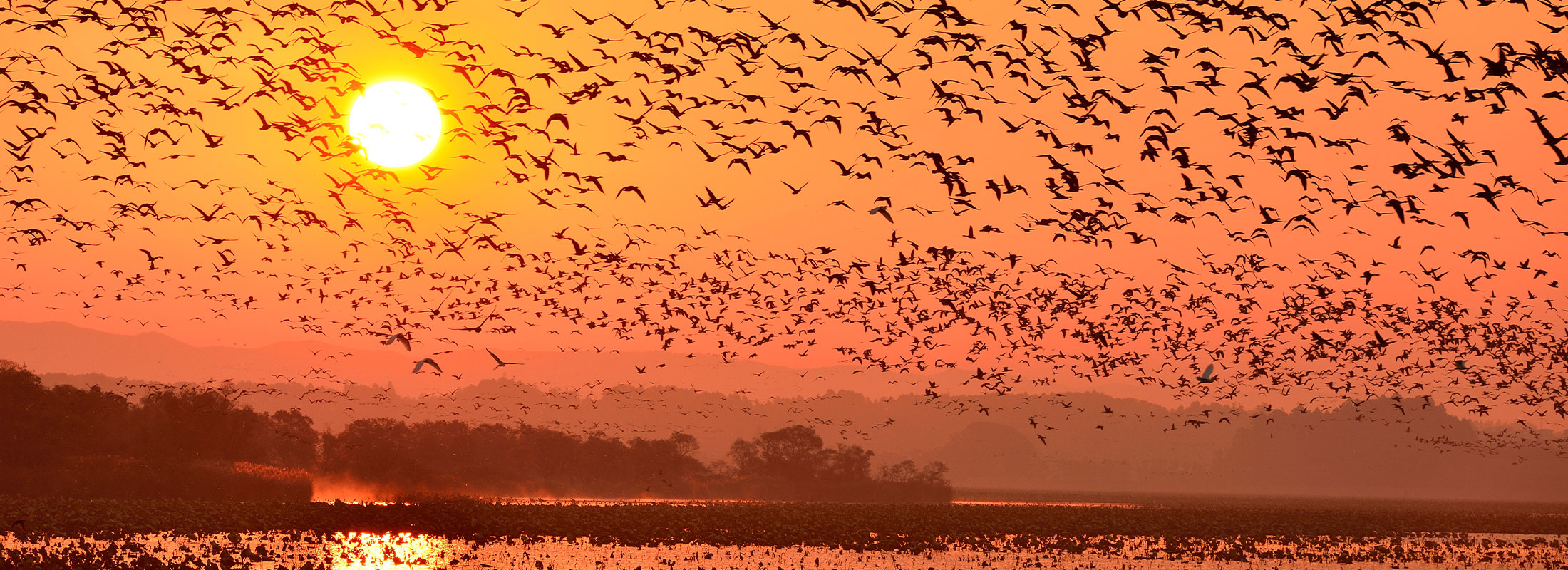 ガンの飛び立ち