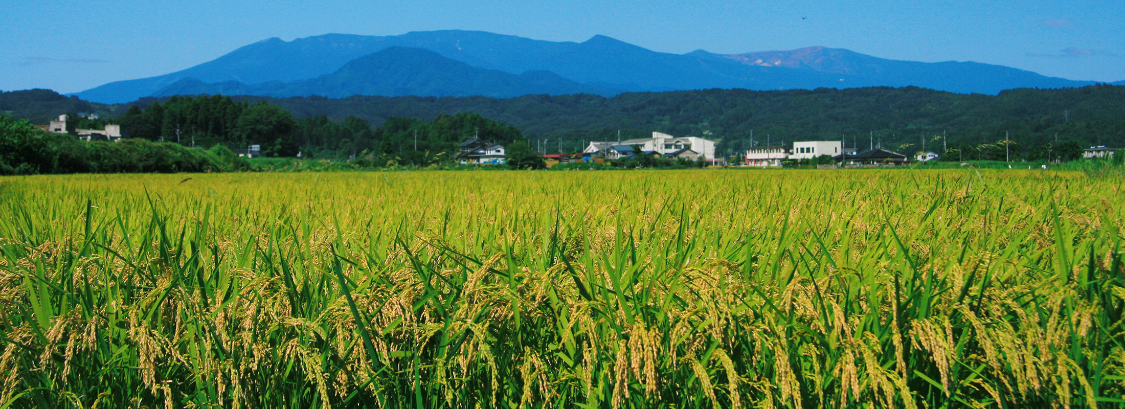 田園