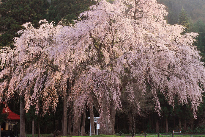 樹齢200年「おしら様の枝垂桜」