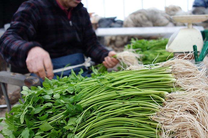 色・香り・味・ともに優れた「三関産せり」