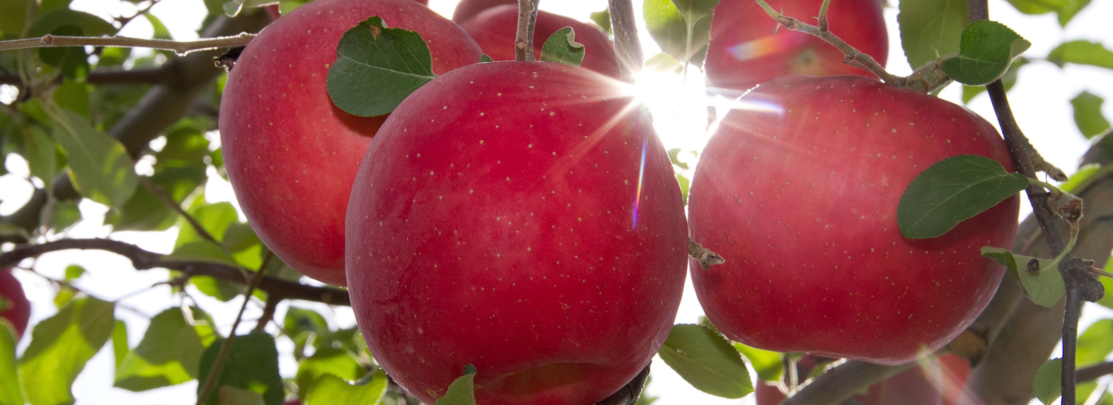 湯沢市産りんご