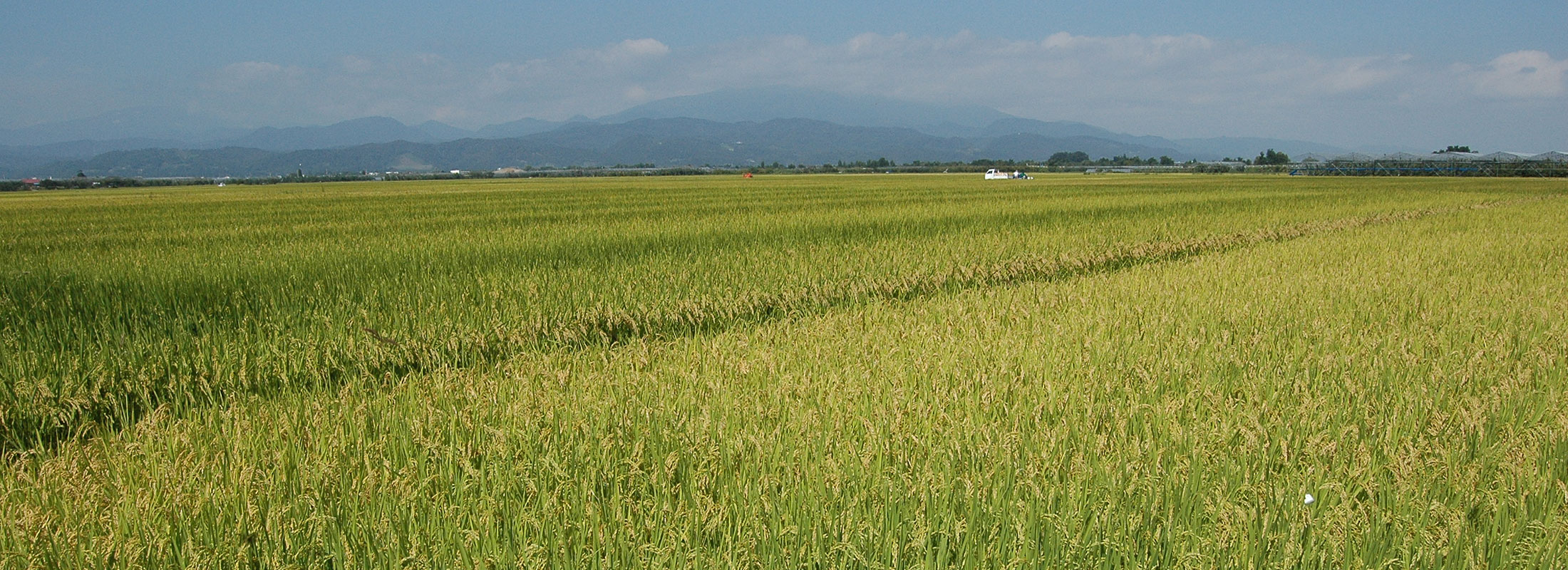 田園