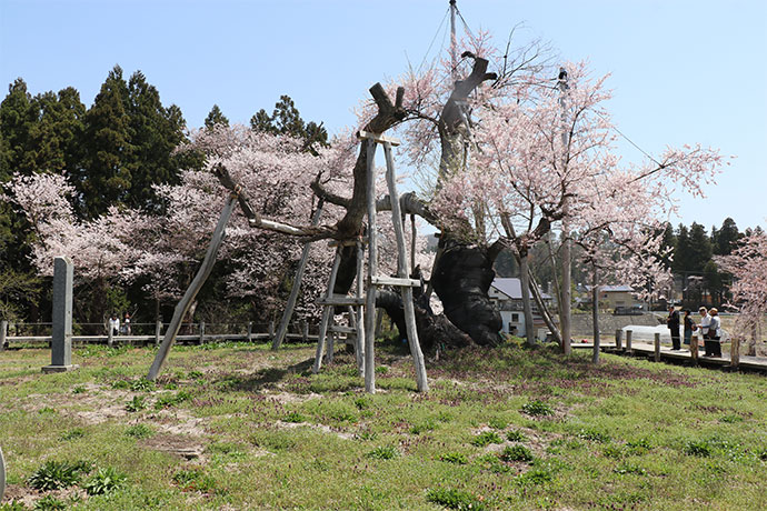 国指定天然記念物　久保桜