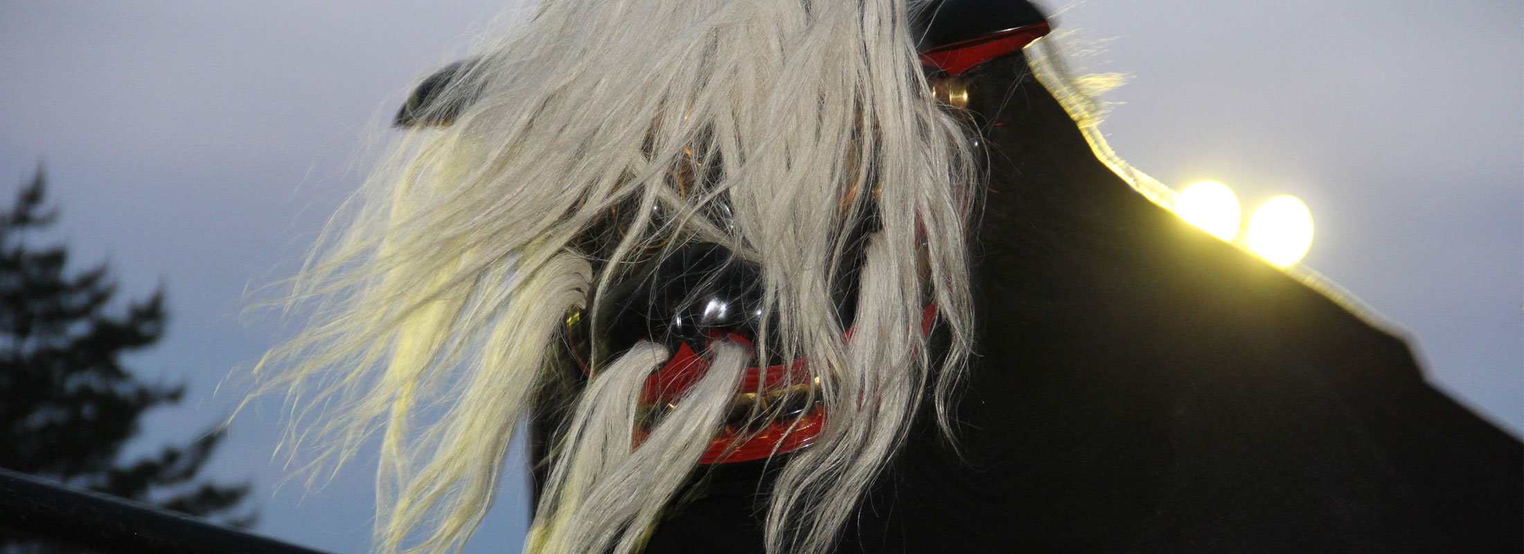 黒獅子