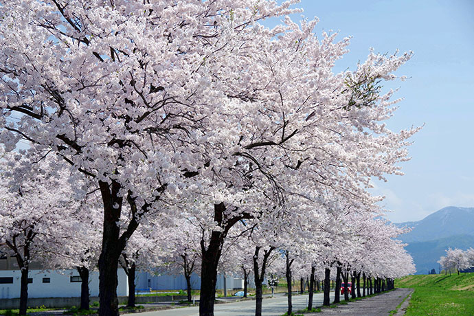 町の花「桜」