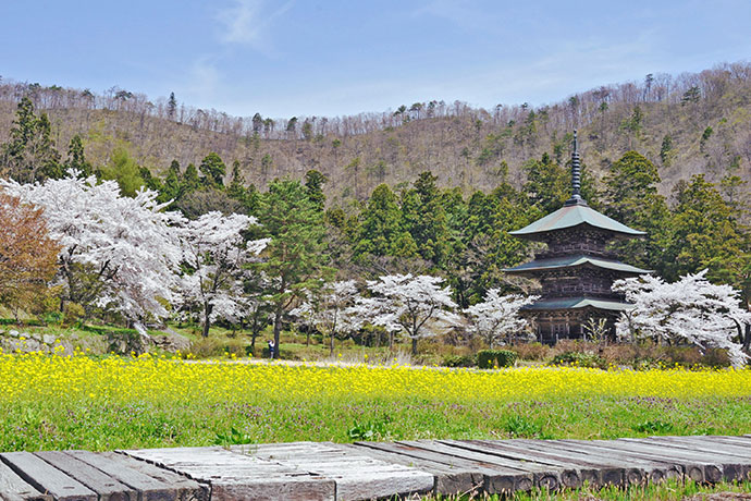 春の安久津八幡神社の三重塔