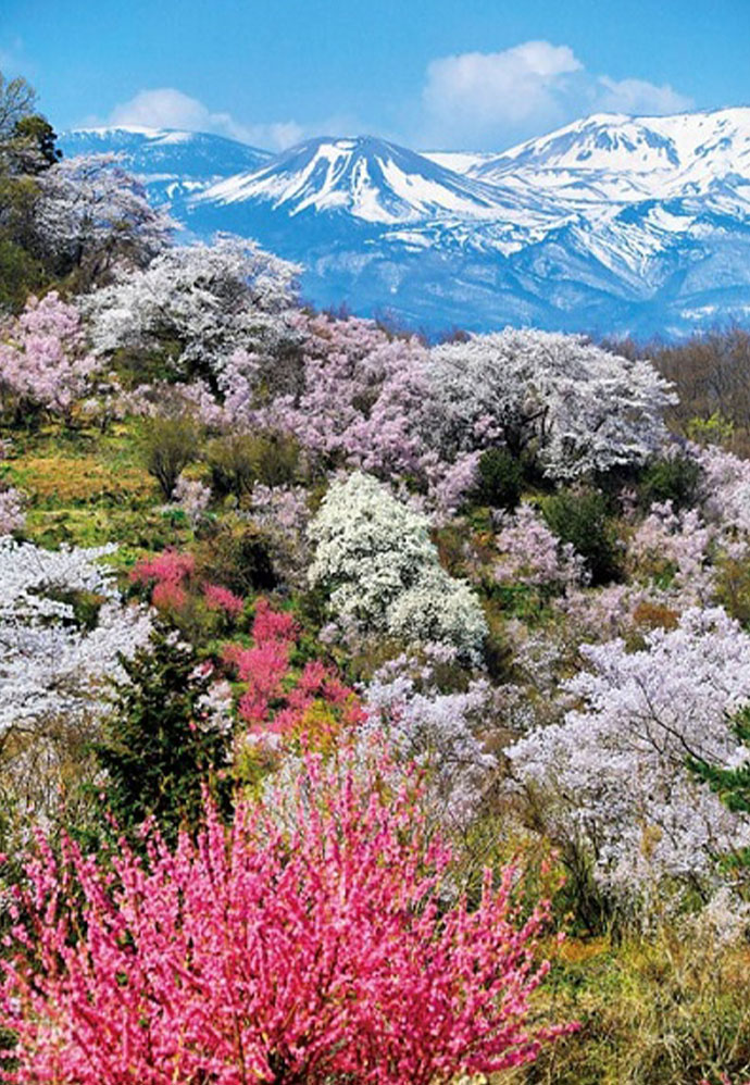 福島の”桃源郷”こと「花見山公園」