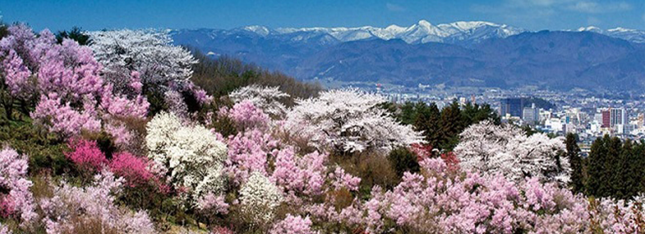 花見山