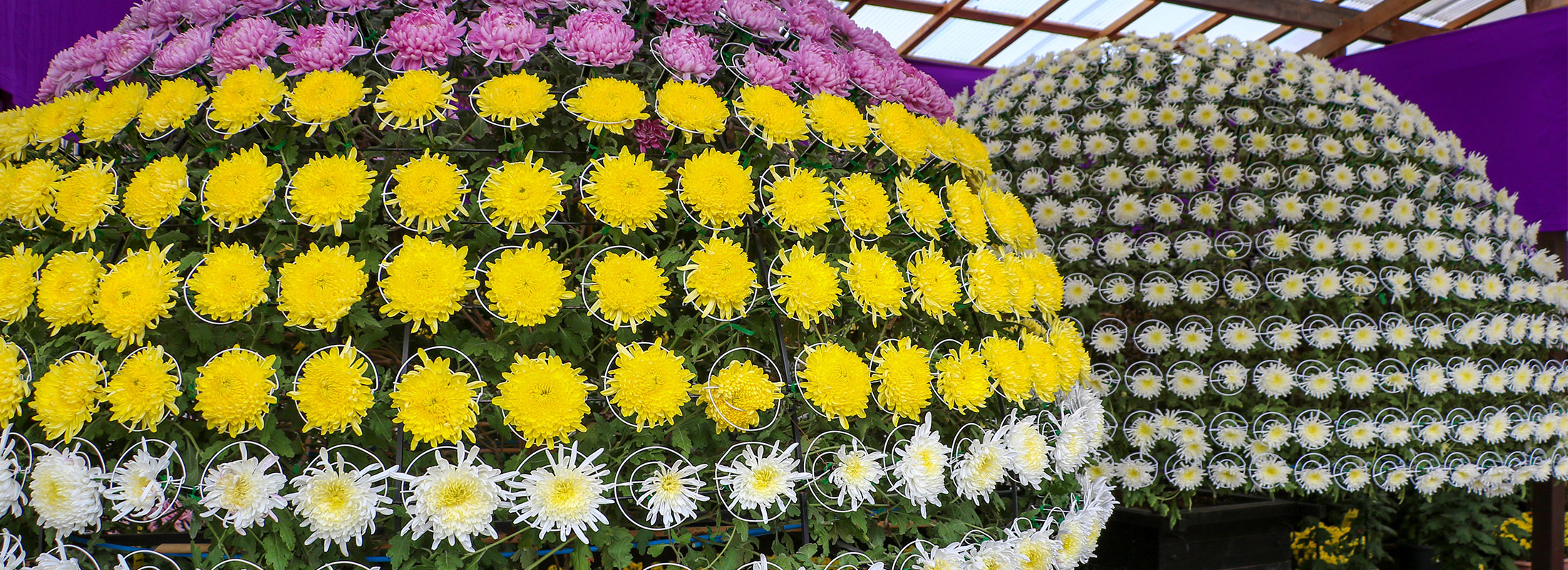 二本松の菊人形